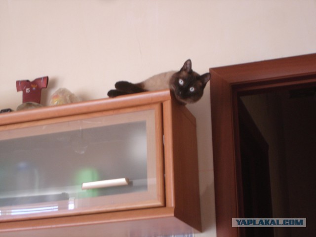 28 "котопирожков"