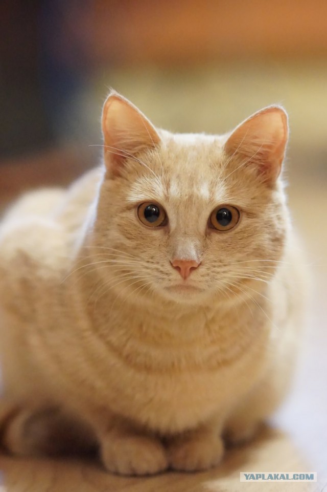 Котовторник 20.01.2015