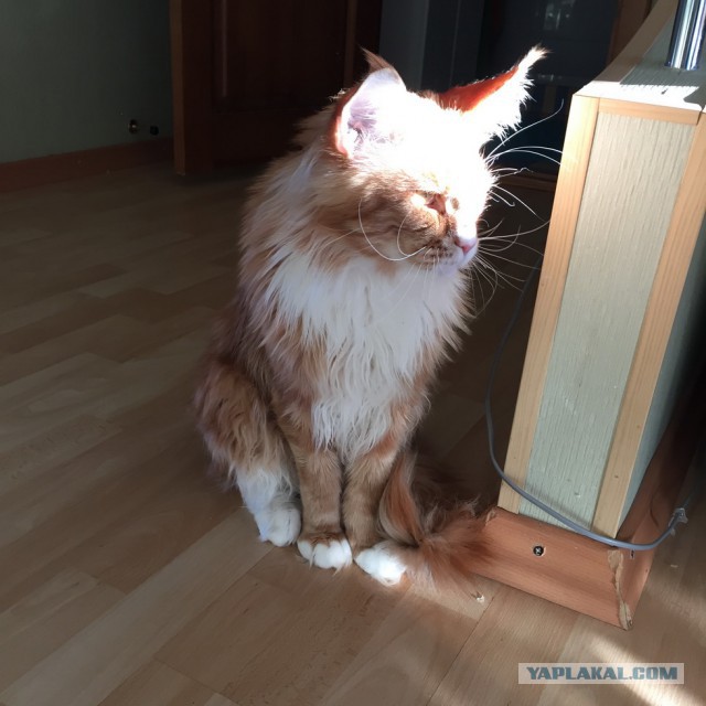Котовторник
