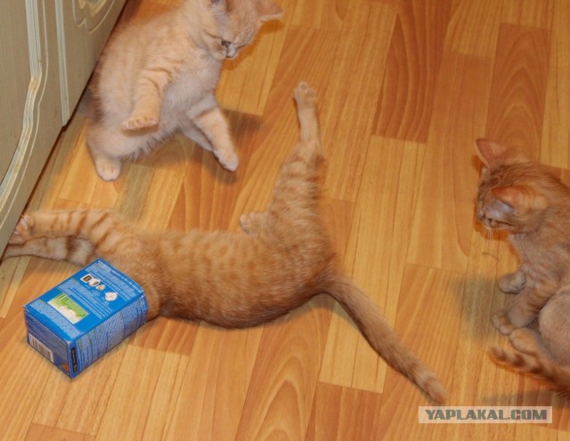 Котовторник