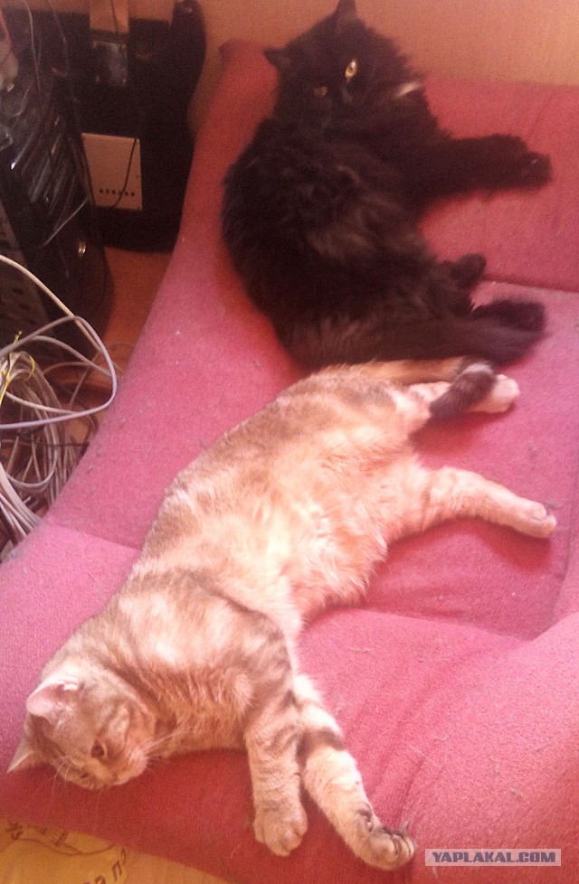 Котовторник   02.06.2015