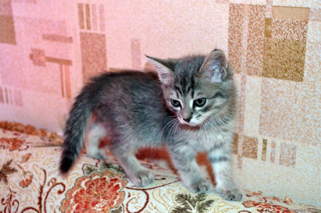 Котовторник 7.07.2015