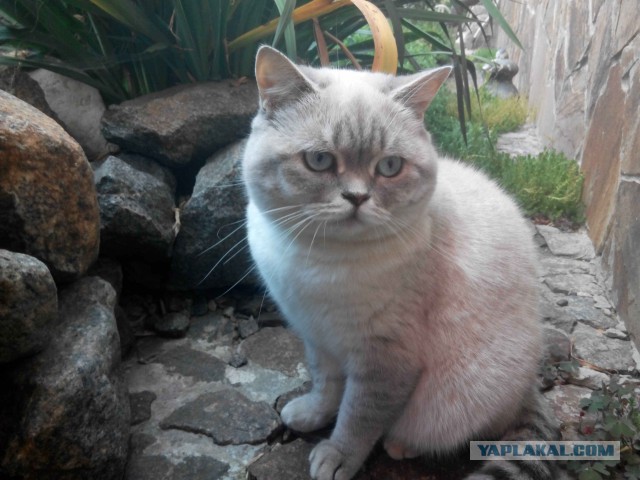 Котовторник 14.07.2015