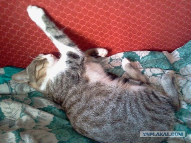 Котовторник 15-09-2015 !