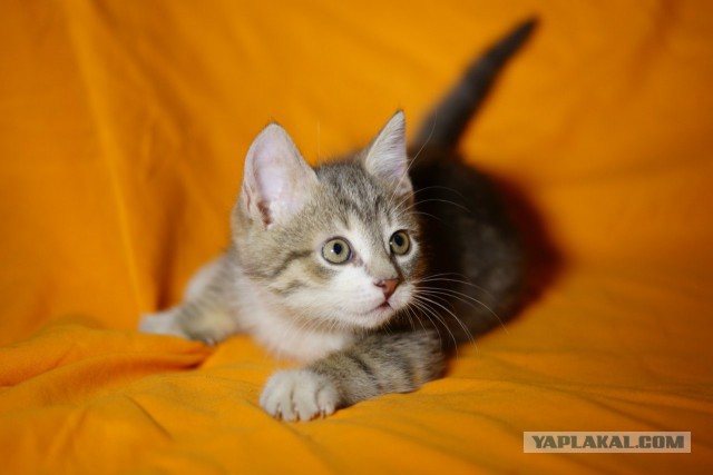 Котовторник 29-09-2015,