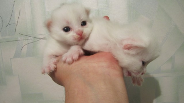 Котовторник