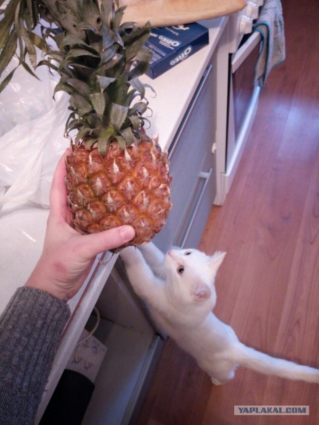 Пост невероятной кошачьей красоты. 25 фот.