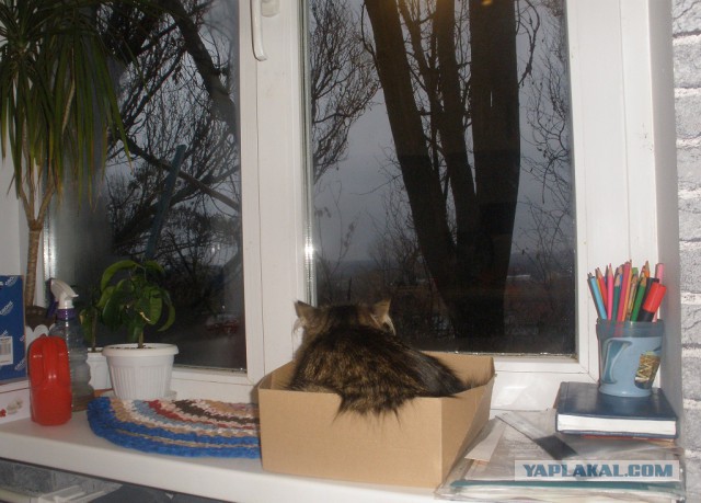 Котовторник 19.01.2016