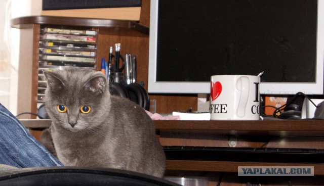 Котовторник 16.02.16