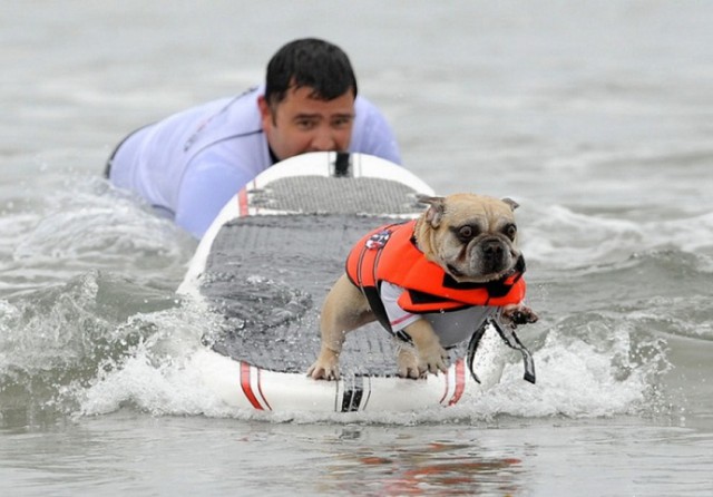 Скотинки - Животинки