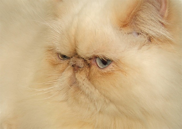 Коты, кошки, котята