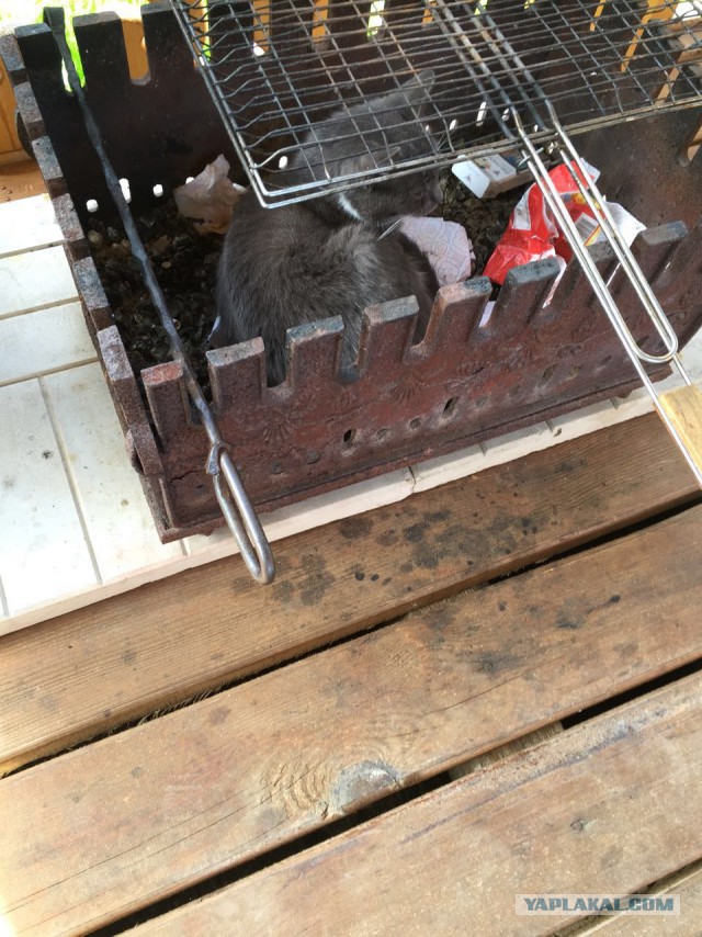 Эта котейка сделала мой день