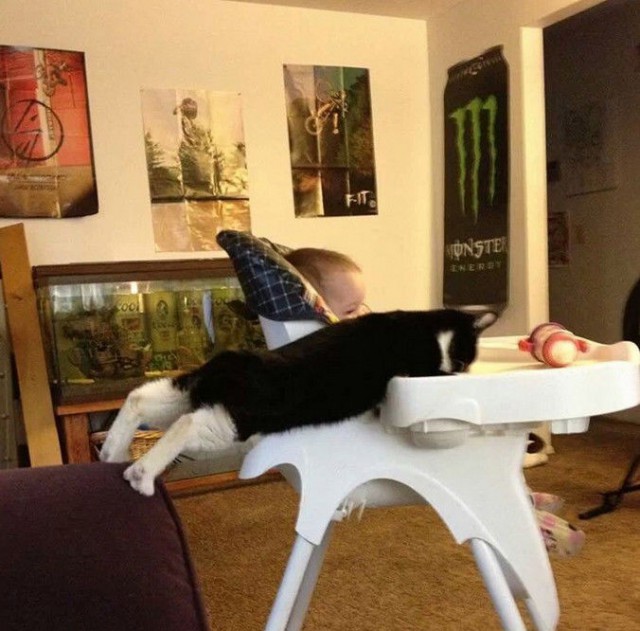 Коты из сети