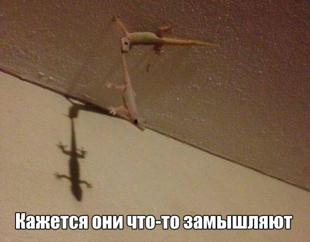Адский трэш и вакханалия! Строго 16+