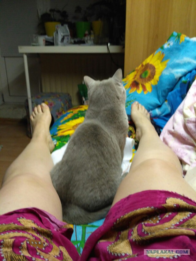 Когда поругался с котом