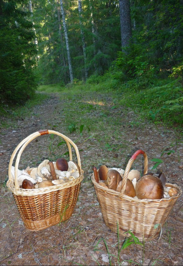 Деревня Девкино. Боровичский район Новгородской области. Фотоподборка.
