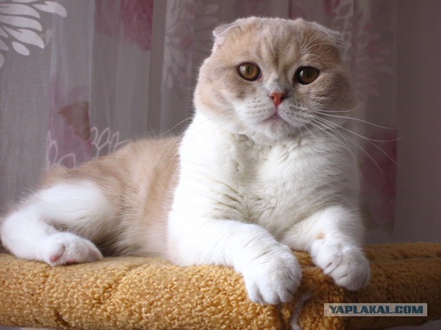 Котовторник 16.05.2017