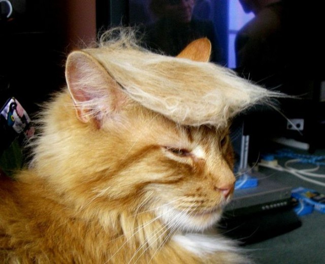 Коты и Кошки
