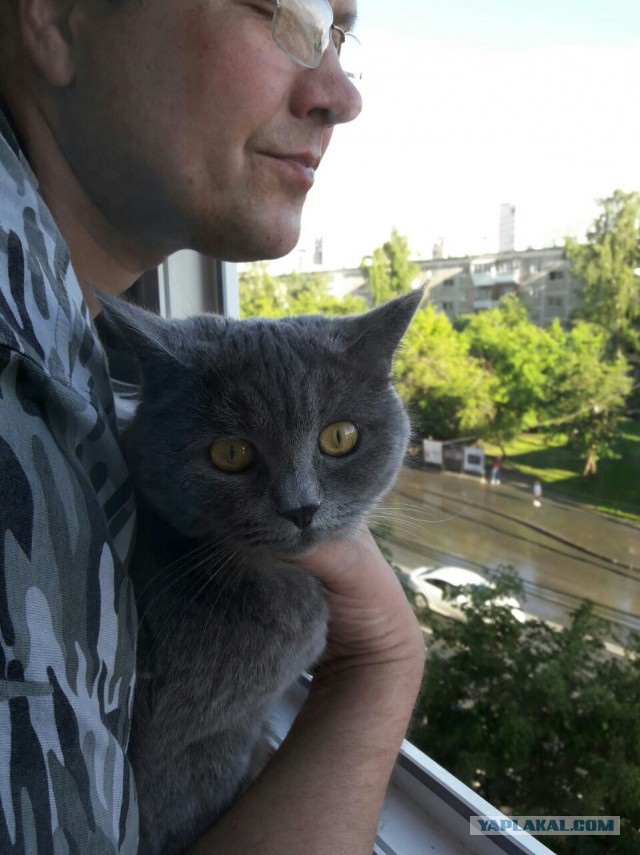 Котовторник 27.06.2017