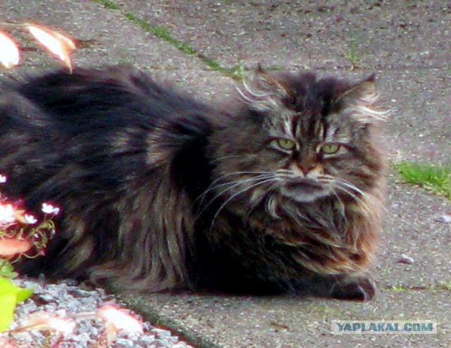 Котовторник 11.07.2017