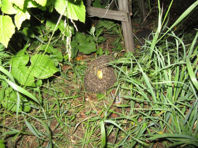 Нужна ли людям дача