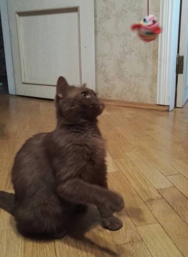 Котовторник 22.08.2017 г.
