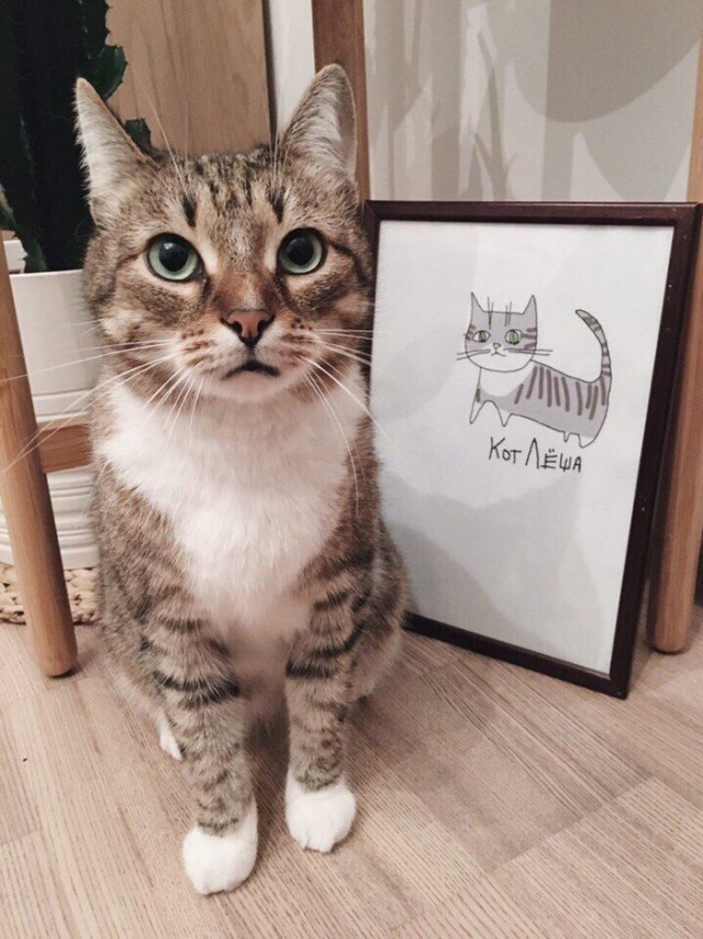 Коты и Кошки