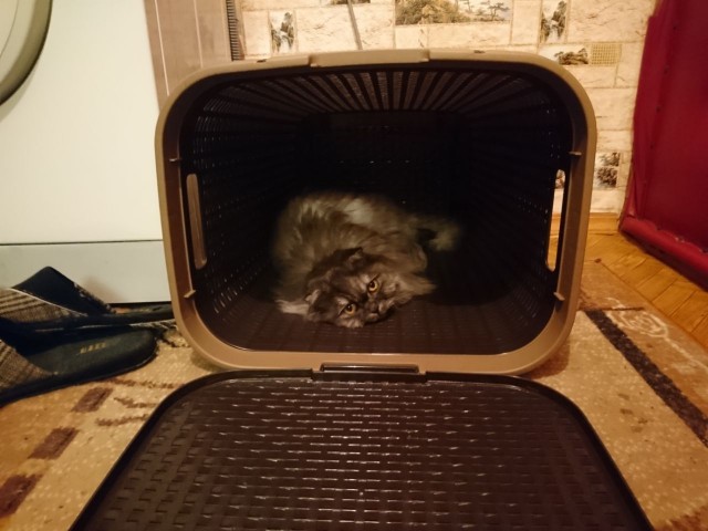 Котовторник  05.12.2017