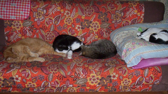 Котовторник 19.06.2018