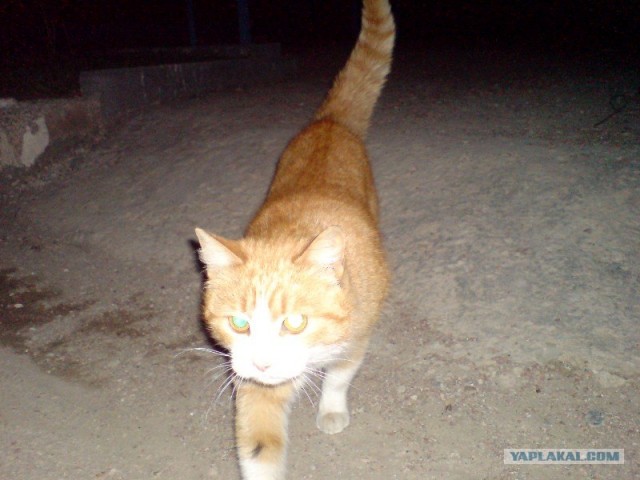 Котовторник на ЯПлакалъ (20.05.08), прикольные коты, добавляем свои!