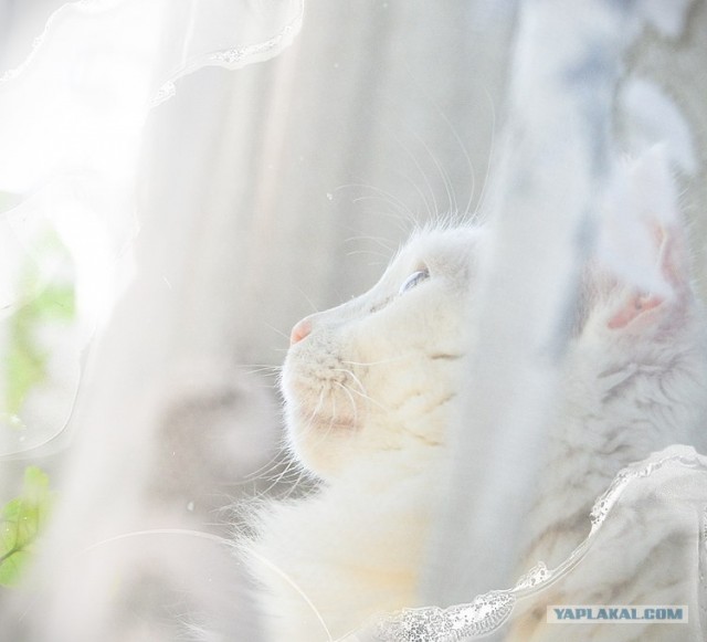 Котовторник (20.01)