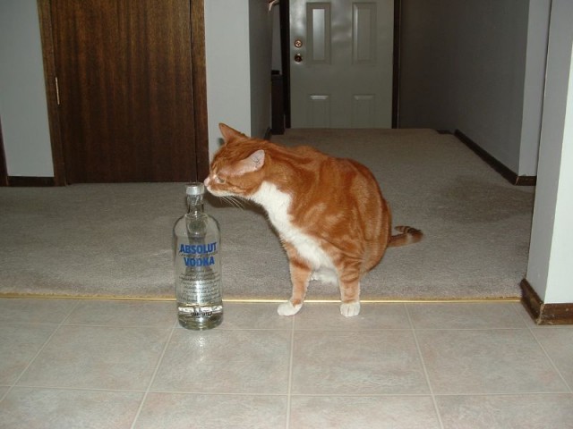 Котопятница: А кто не пьёт? Назови! ))