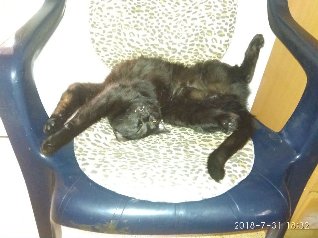 Котовторник  31.07.2018