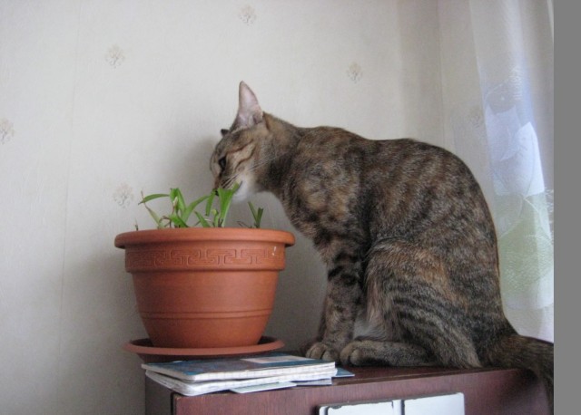 Котовторник 1.02.2011