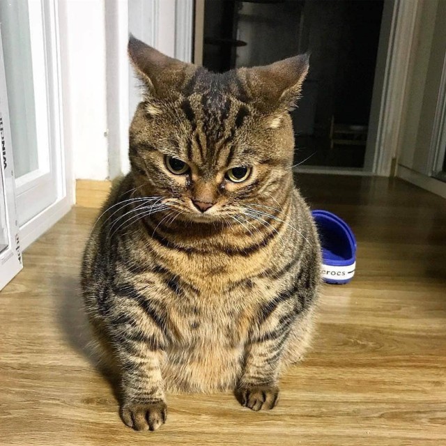Прикольных котов пост