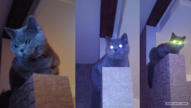 Котовторник стартует