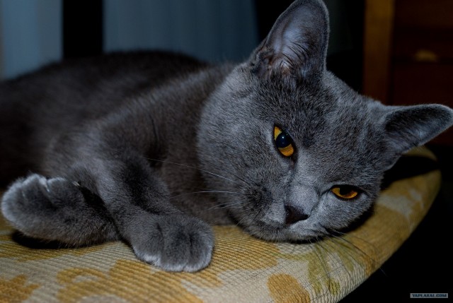 Котовторник объявляется открытым!