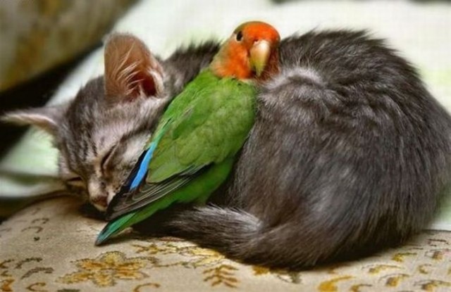 Котовторник!