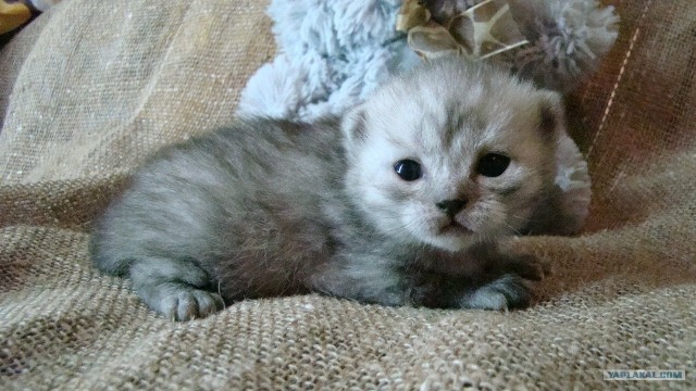 Котовторник 20.12.2011