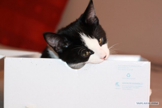 Котовторник 17 января