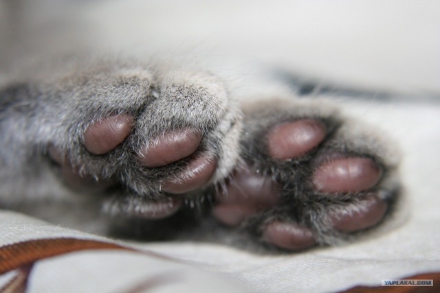 Котовторник 24.04.2012