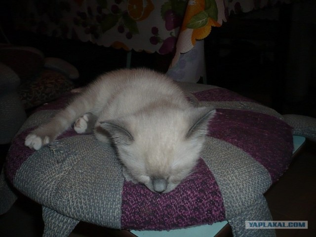 Котовторник 29.05.2012