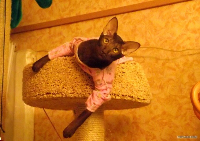 Котовторник  19.06.2012