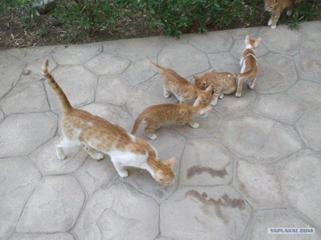 Котовторник  14.08.2012.