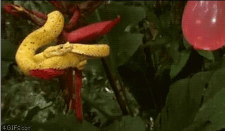 Обман, кругом обман!