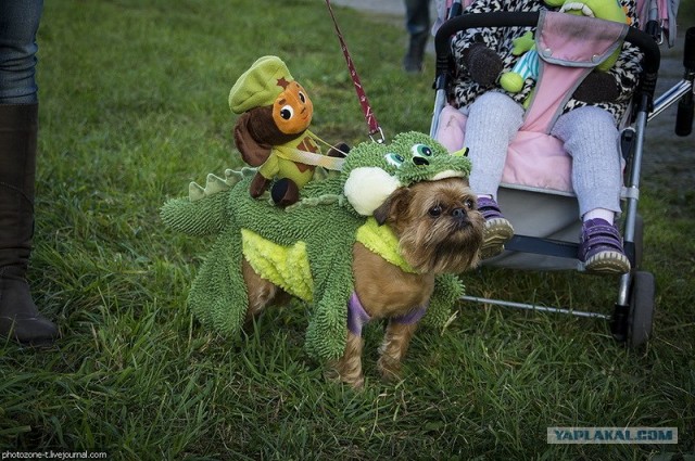 Собака — Улыбака :)