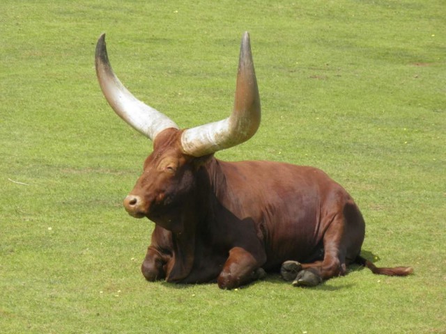 Спасайся кто может!