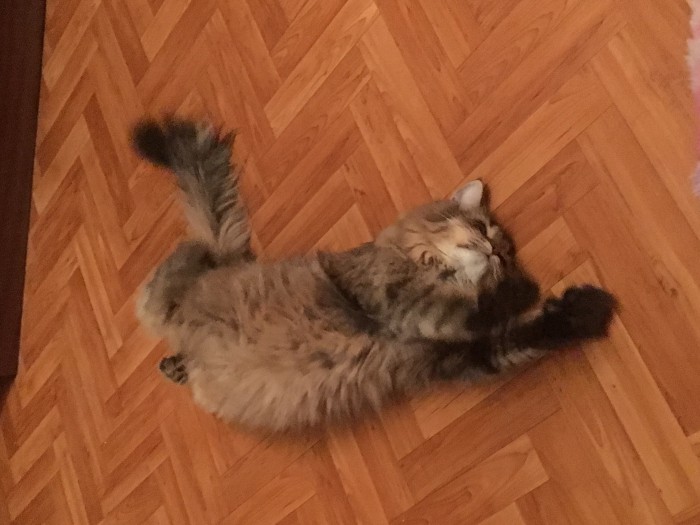 С Днём кошки!