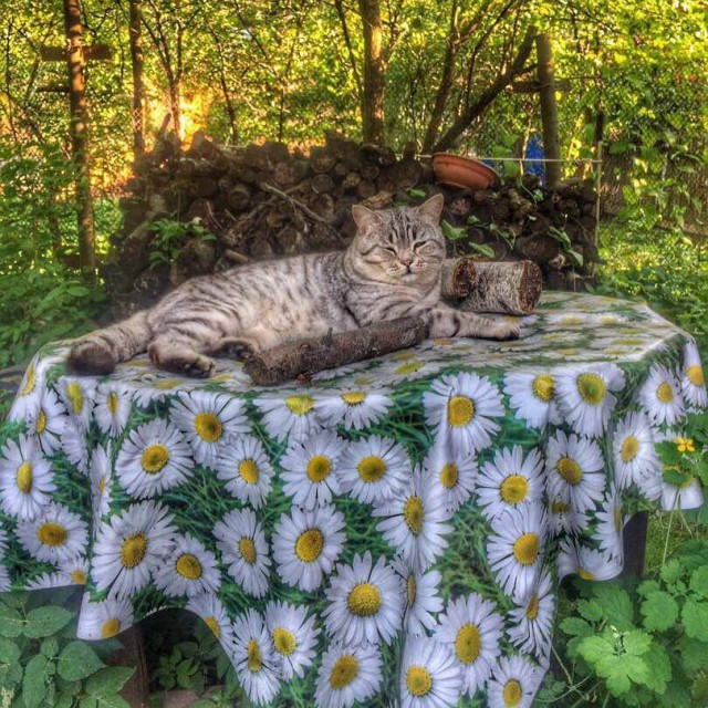 Милые животные. Мимиметр сломался