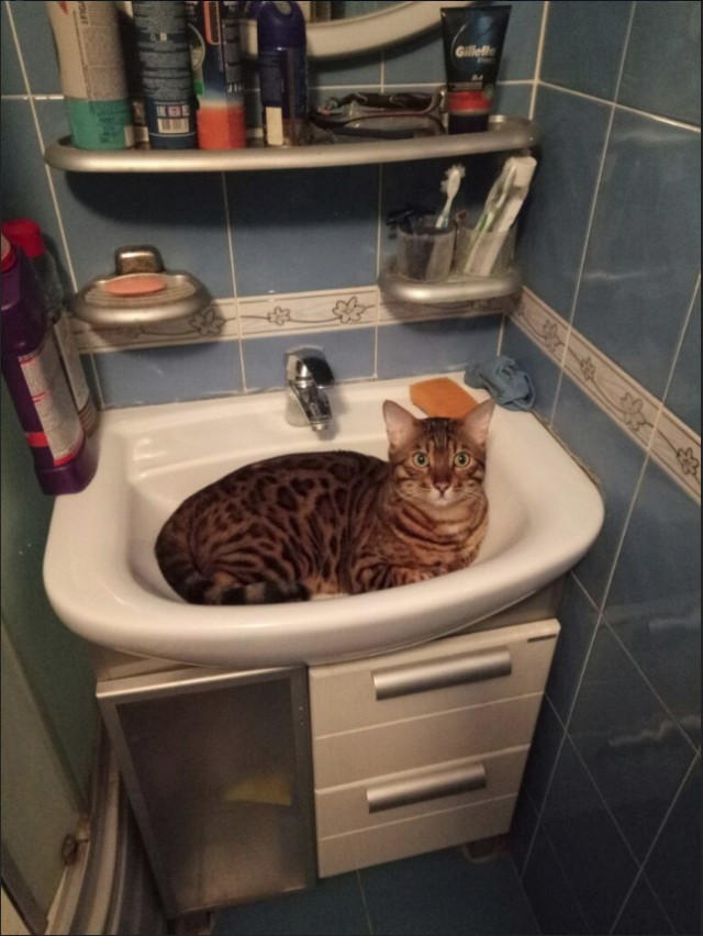 Забавные фото котеек